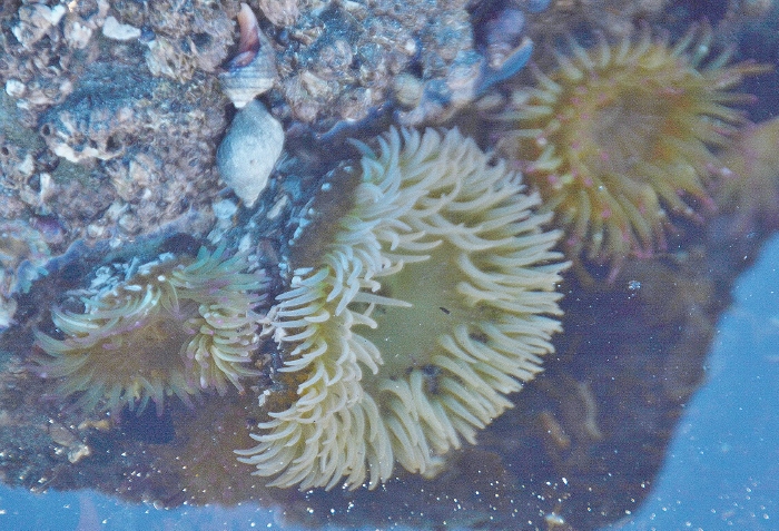 anemones in tidepool